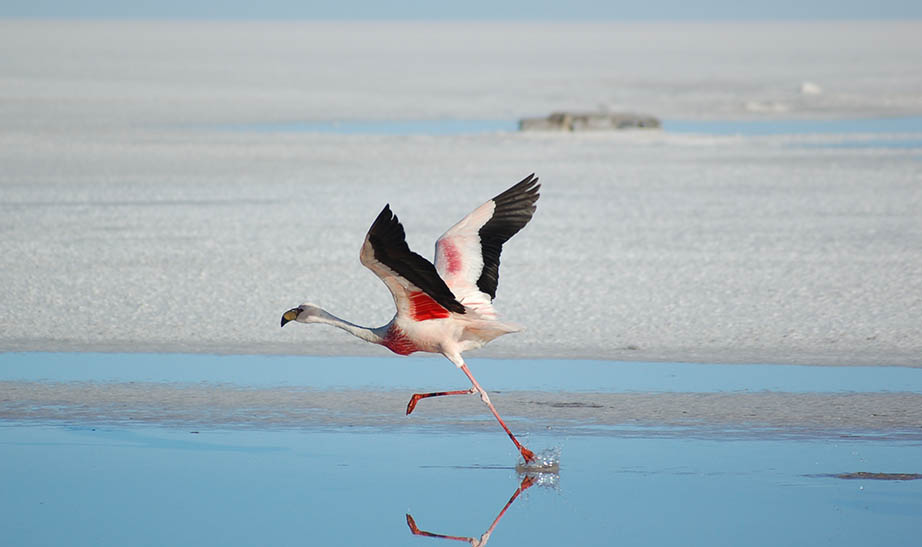peru-bolivia-gallery-landscapeArtboard-2