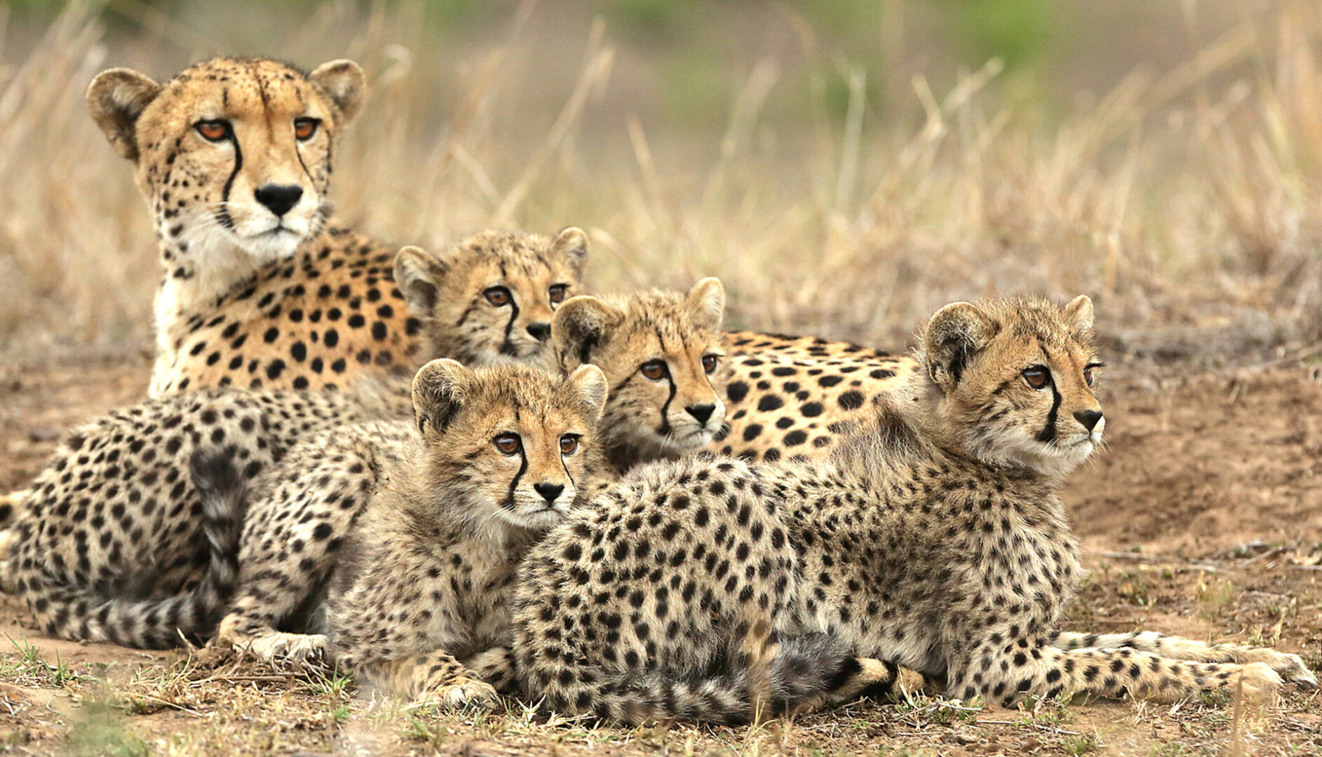 Cheetahs, Phinda Forest Lodge, South Africa
