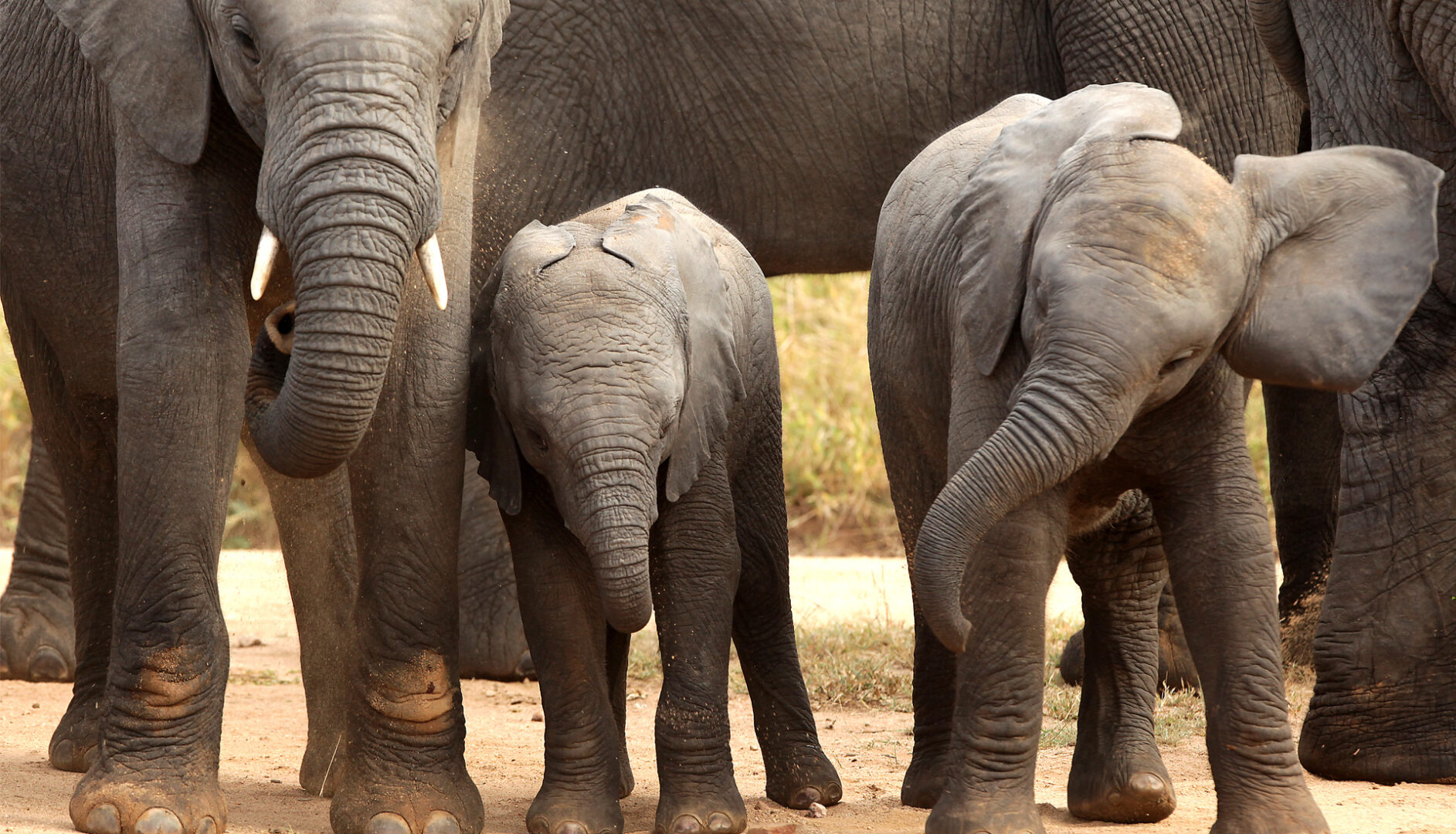 Elephants near Phinda Forest Lodge, South Africa