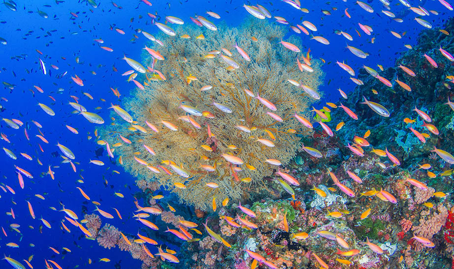 seychelles-gallery-landscape-Artboard-8