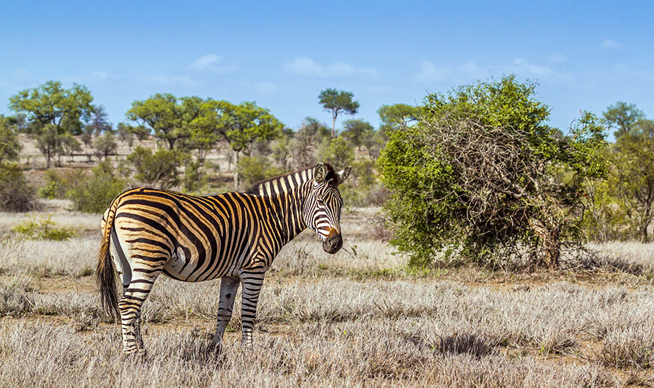 south-africa-gallery-landscape-Artboard-6