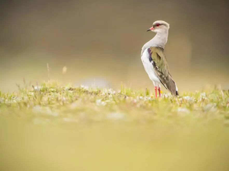 Birdlife in Cotopaxi National Park