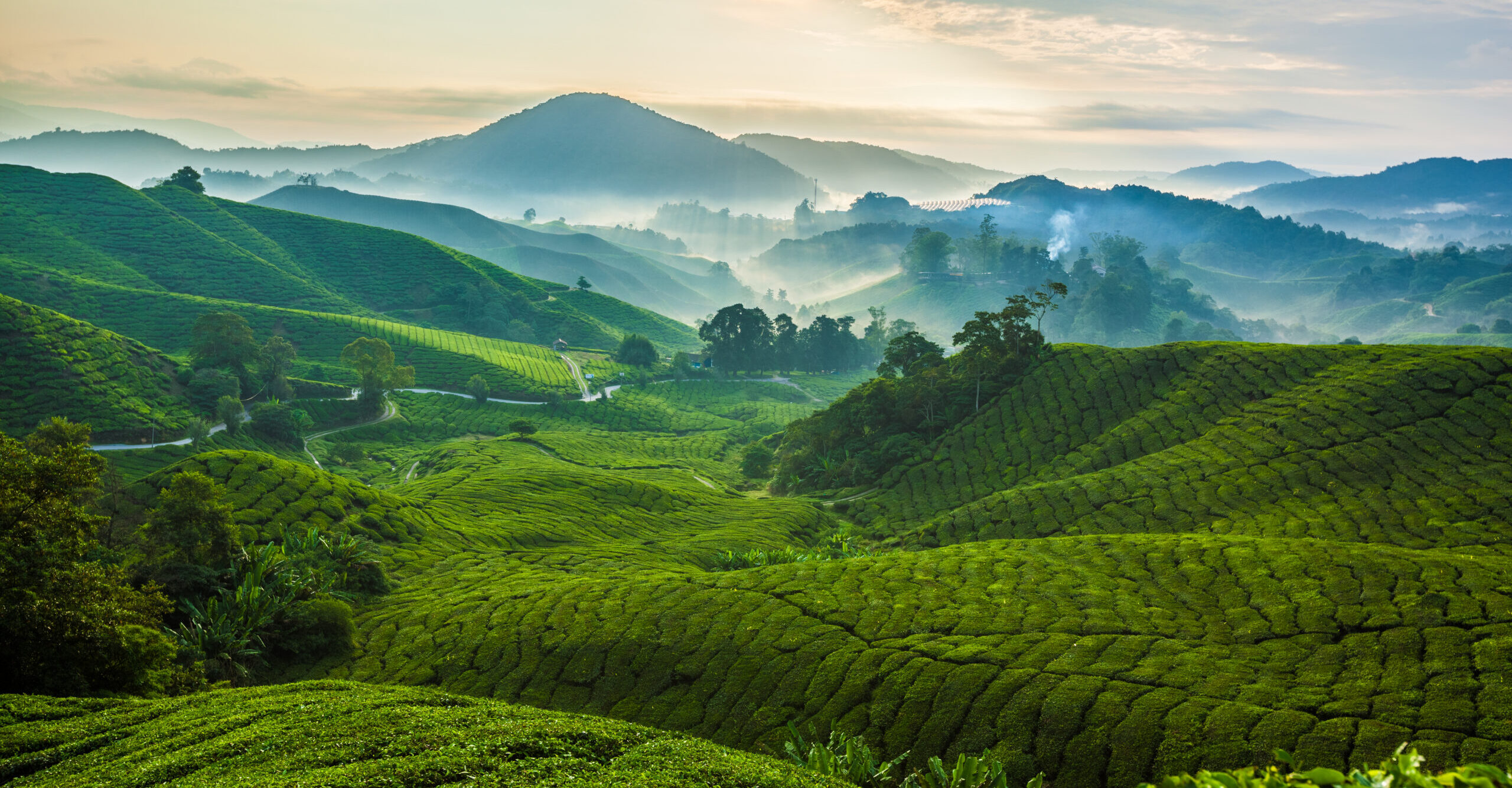 Cameron Highlands