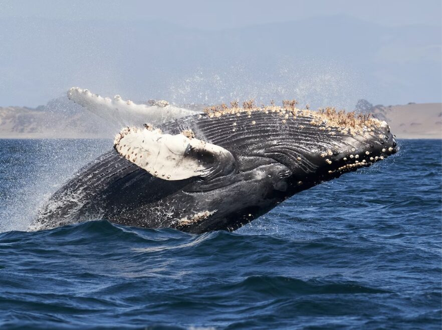 Monterey Bay, California, USA