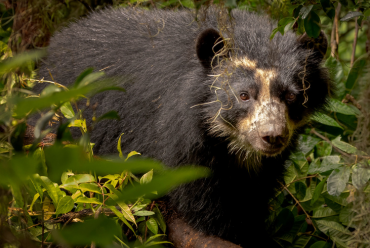 Spectacled bear, Ecuador