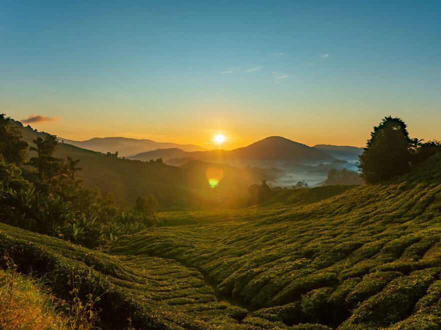 Cameron Highlands, Malaysia