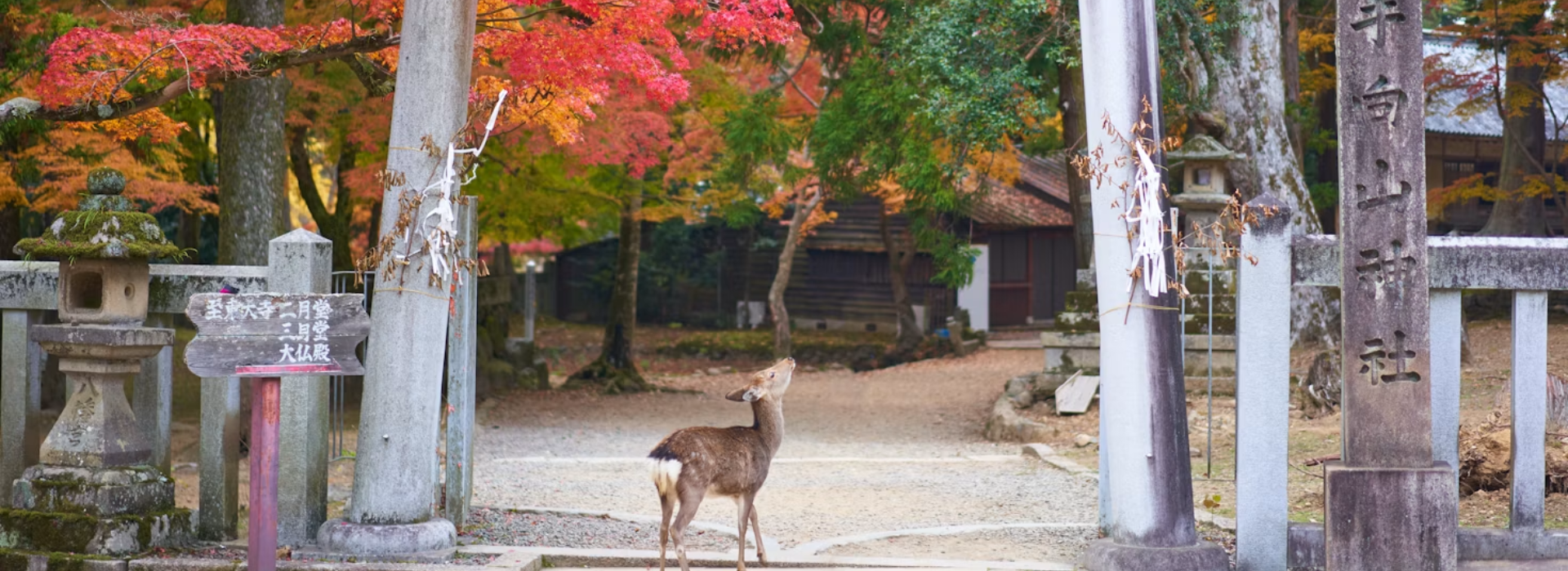 Discover Nara: Temples, Deer & Timeless Shrines